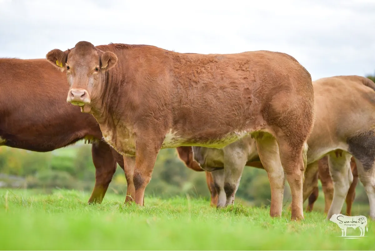 Next Saturday Ballinasloe Mart - Image 4