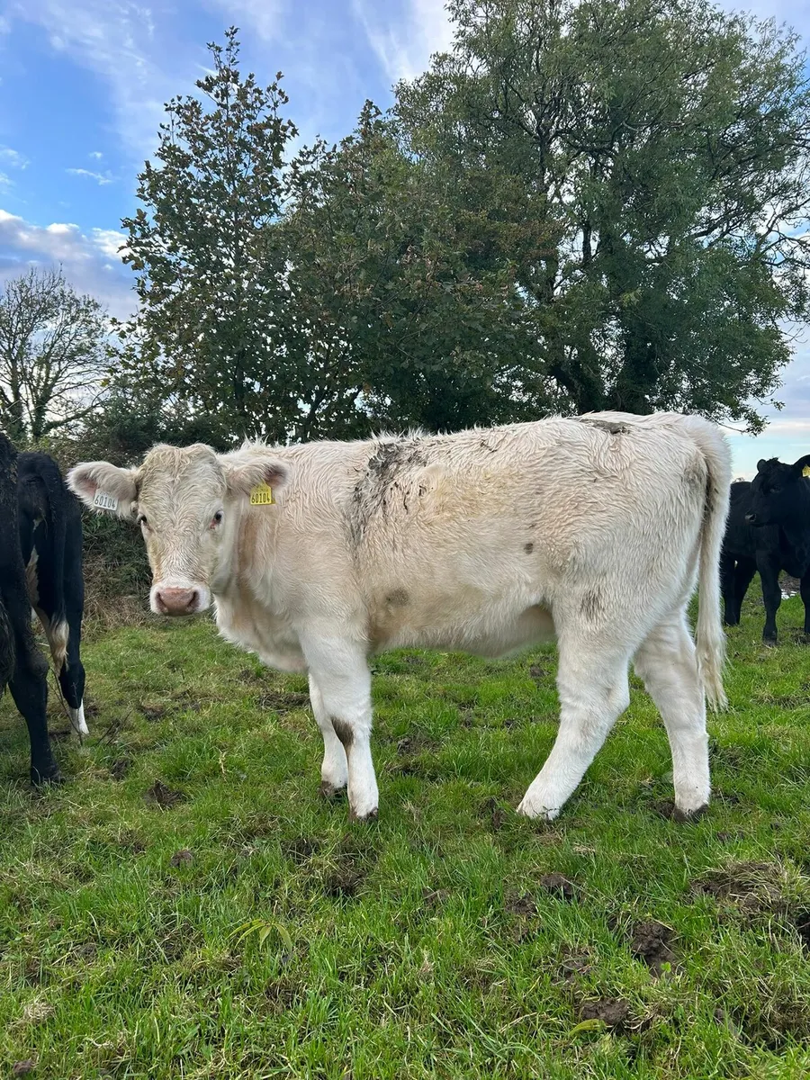 Weanling Heifer - Image 2