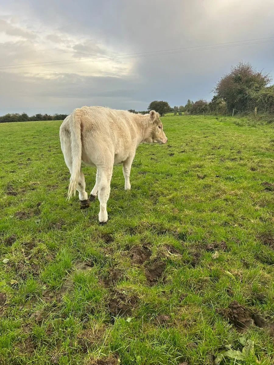 Weanling Heifer - Image 4