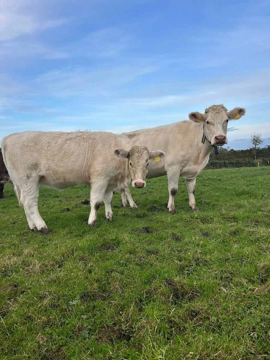 Weanling Heifer - Image 1