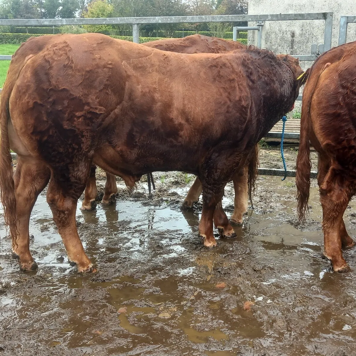 5 🌟Limousin Bull - Image 4