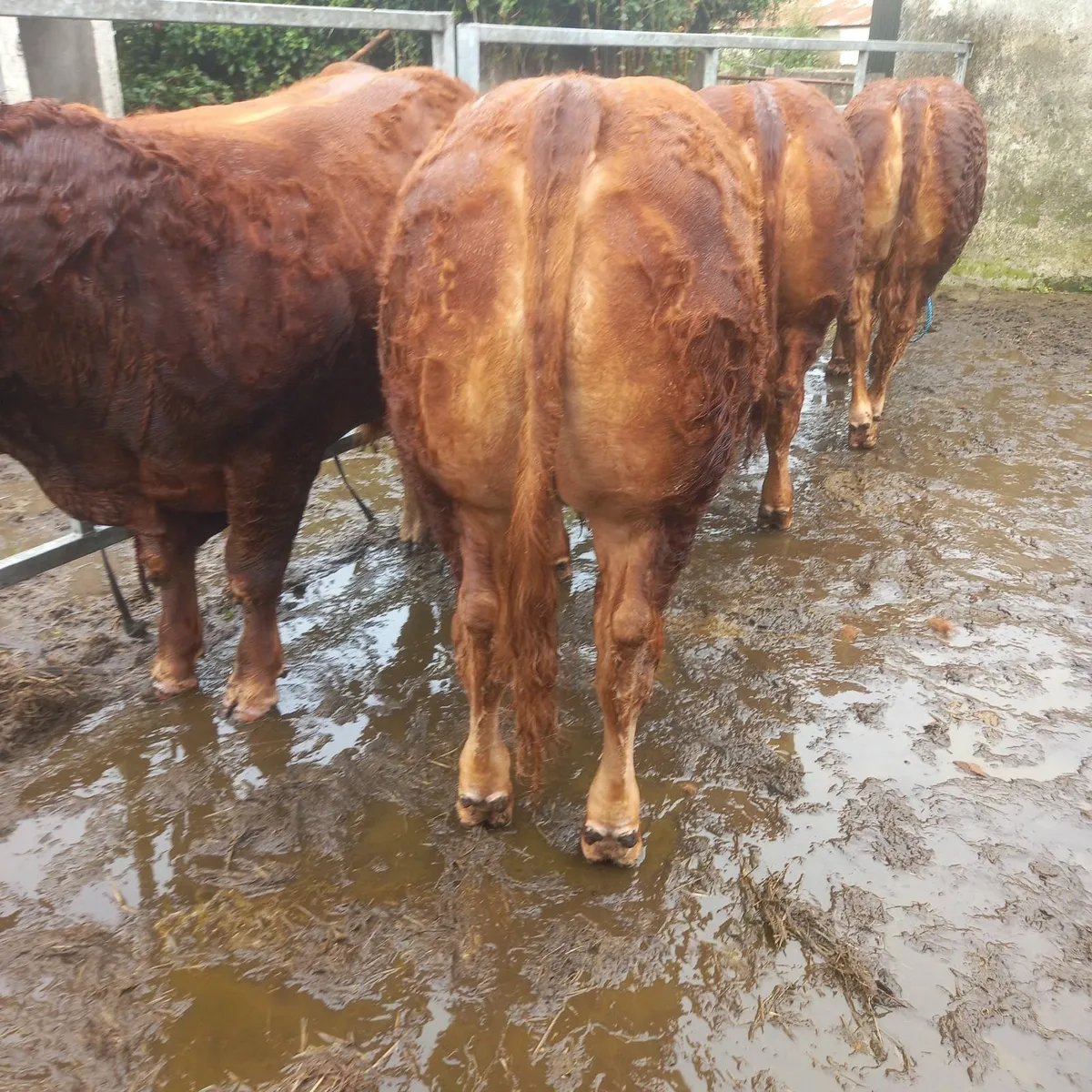 5 🌟Limousin Bull - Image 2