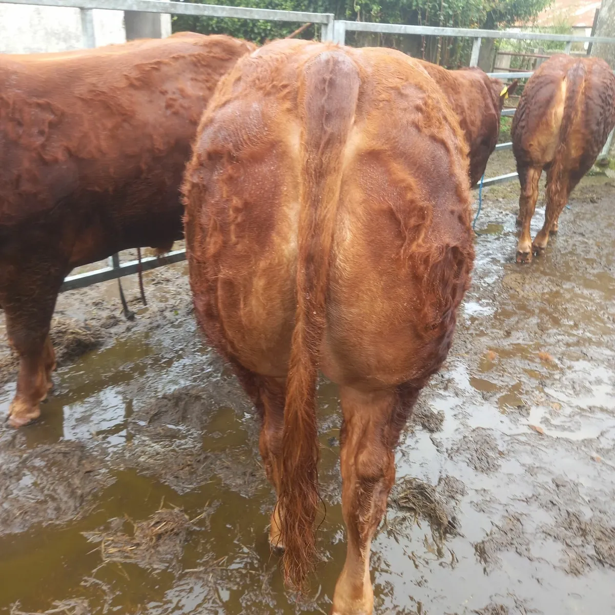 5 🌟Limousin Bull - Image 3