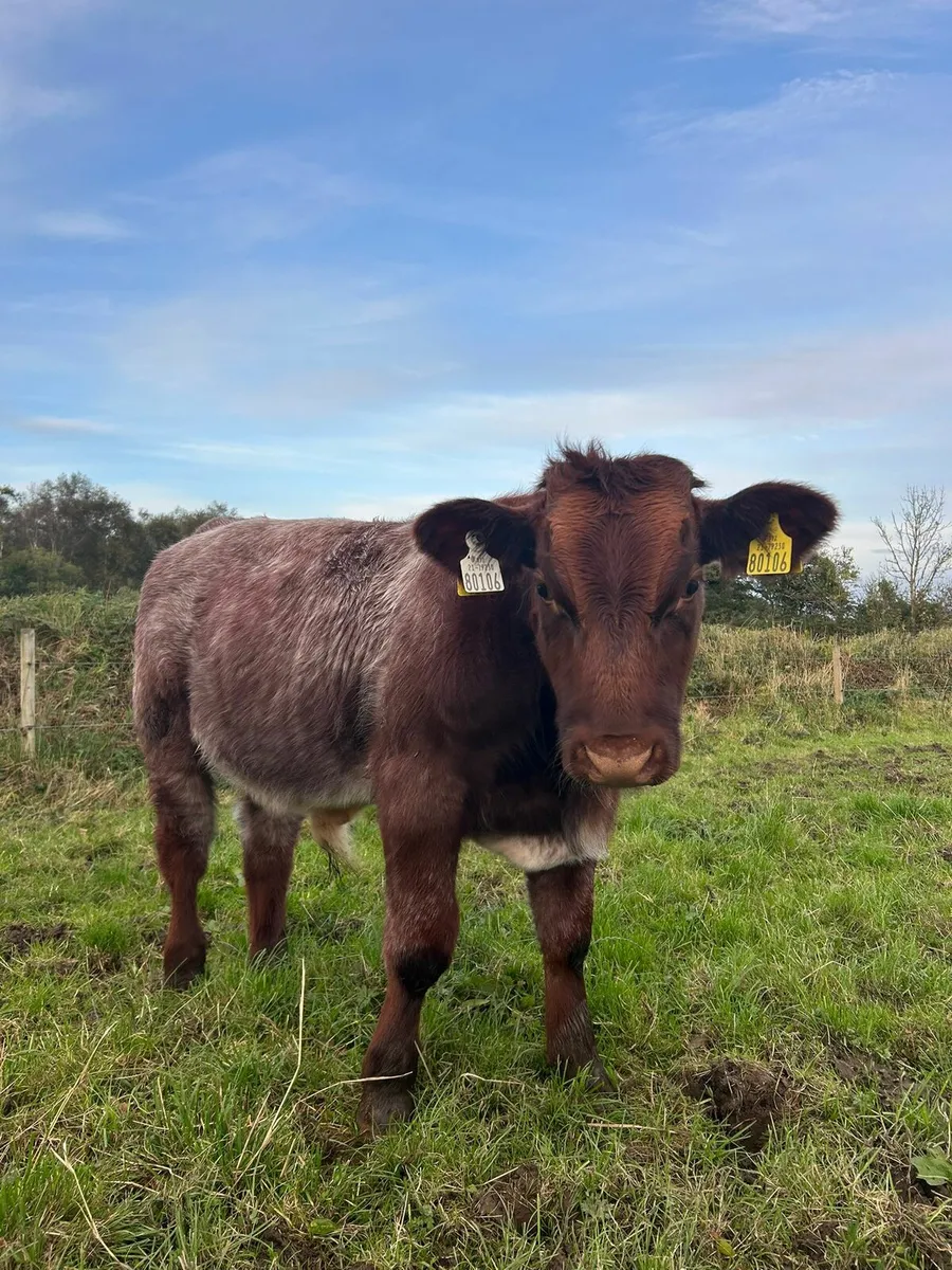Weanling Bull - Image 1