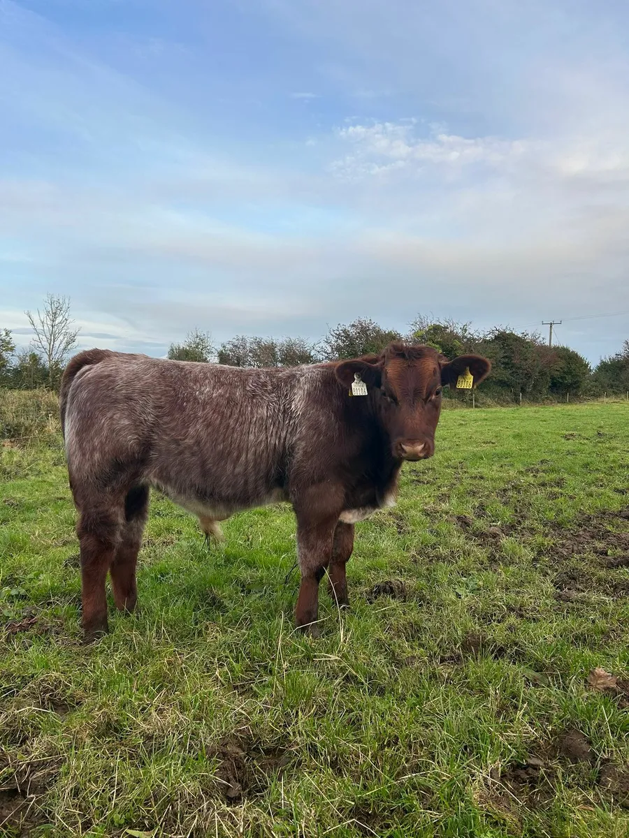 Weanling Bull - Image 2