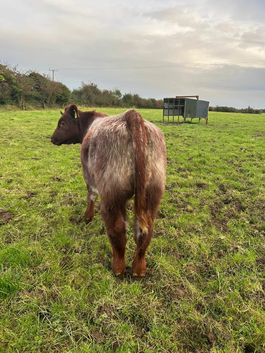 Weanling Bull - Image 3