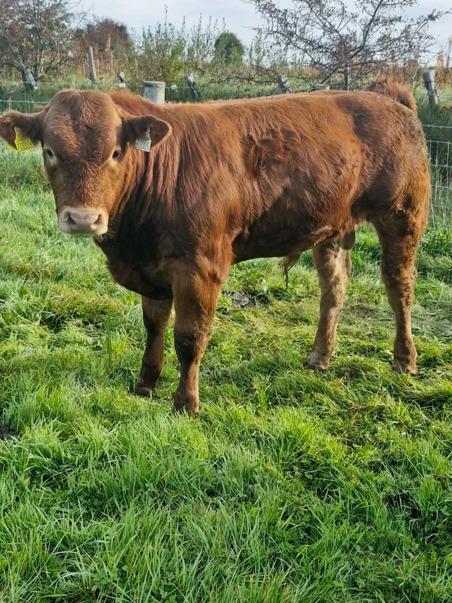 Weanling Bulls Tuam Mart Monday 22nd - Image 2