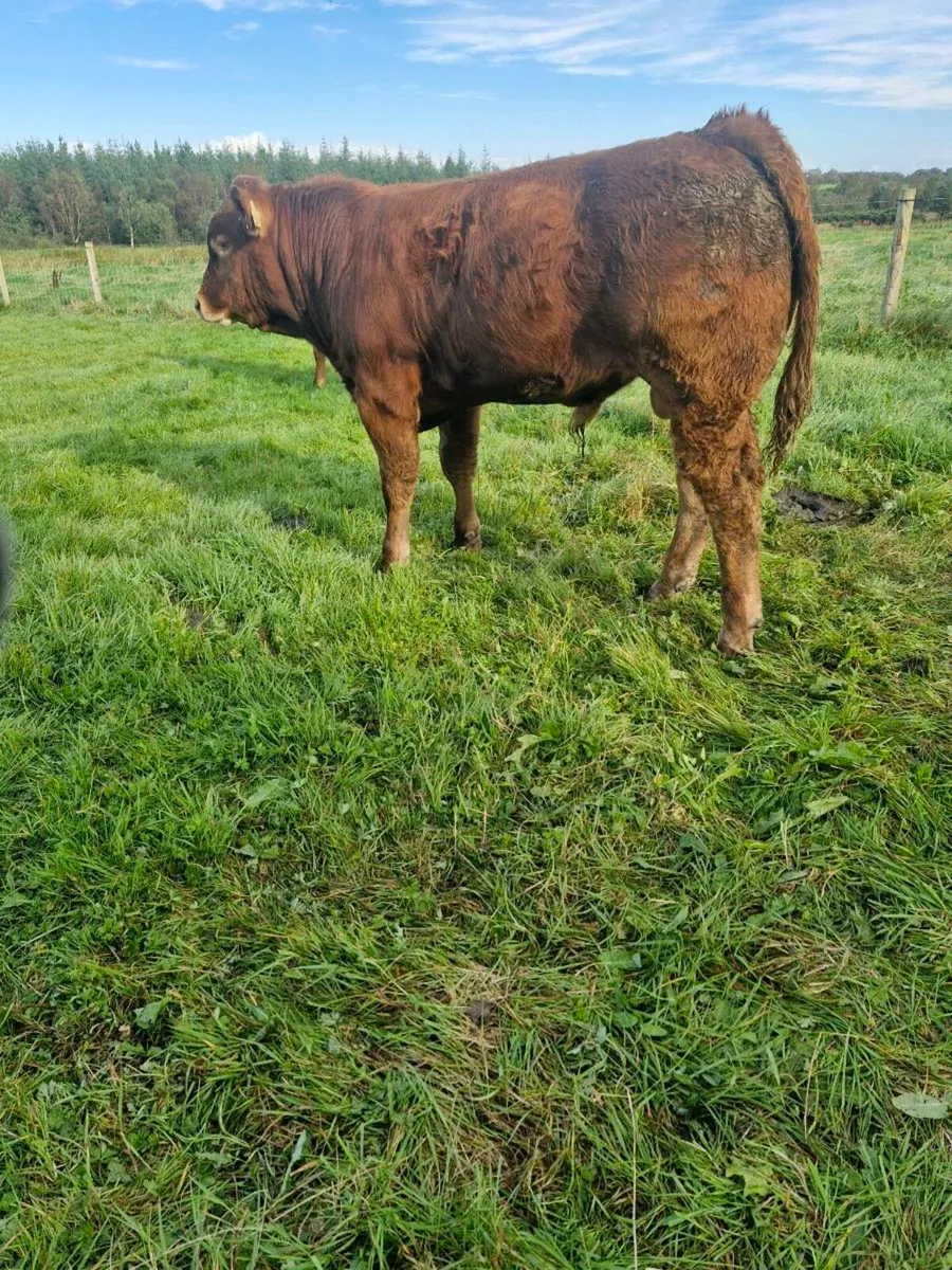 Weanling Bulls Tuam Mart Monday 22nd - Image 4
