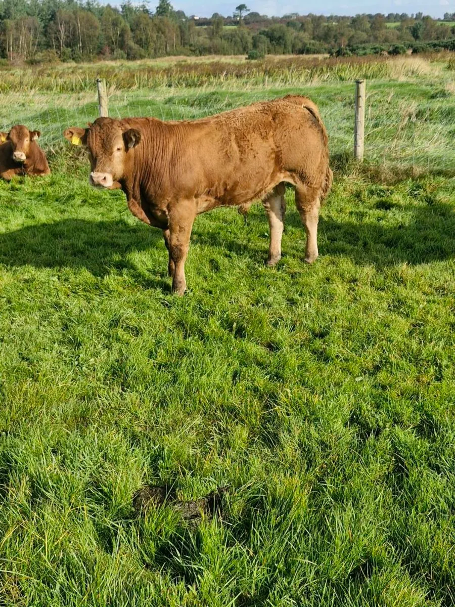 Weanling Bulls Tuam Mart Monday 22nd - Image 3