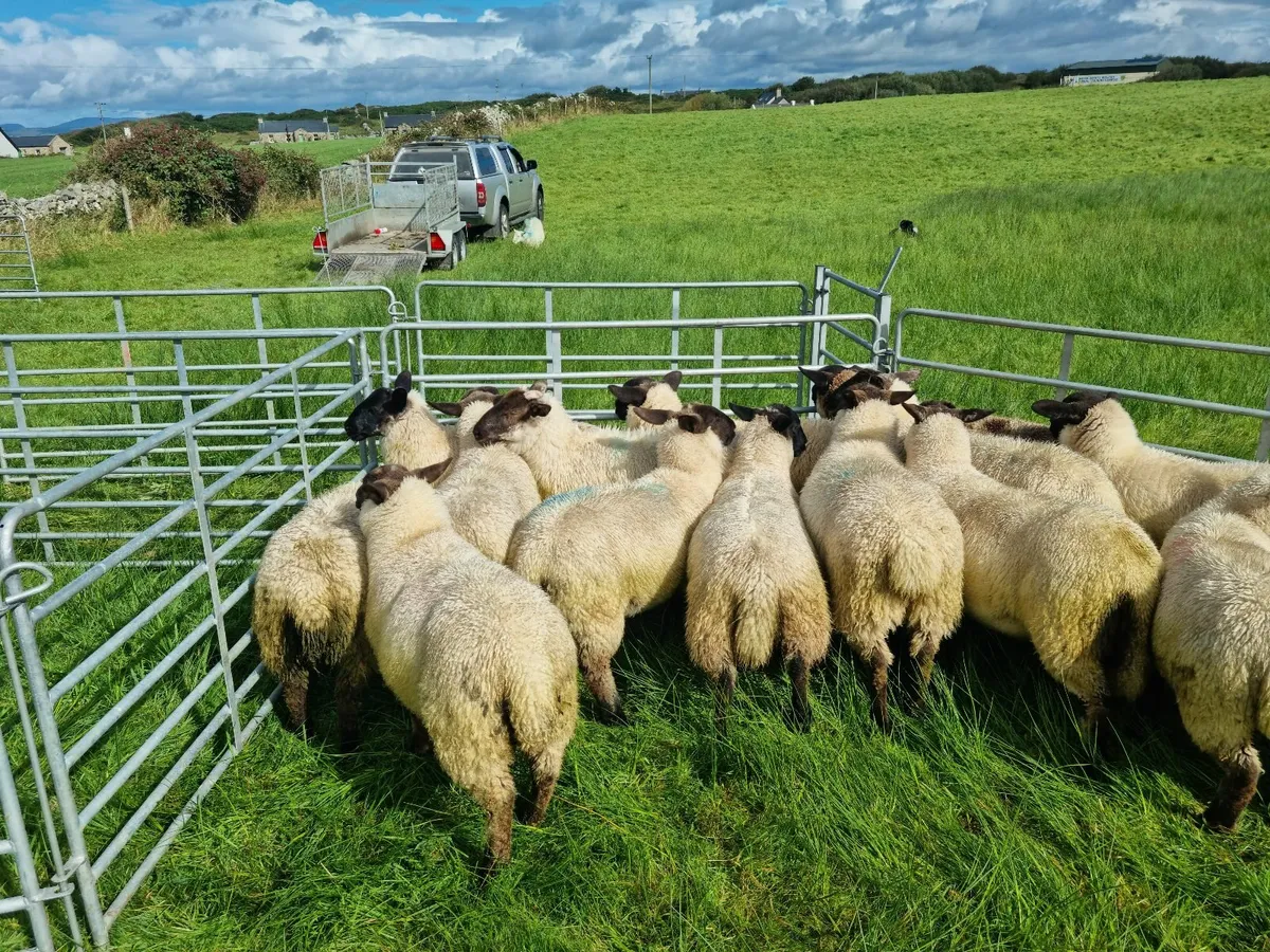 Ewe Lambs - Image 1