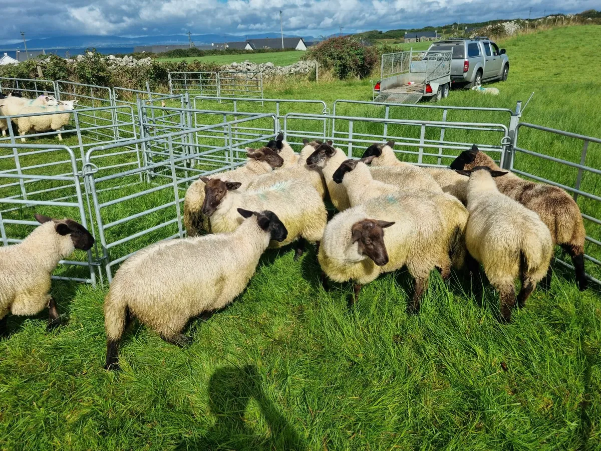 Ewe Lambs - Image 2