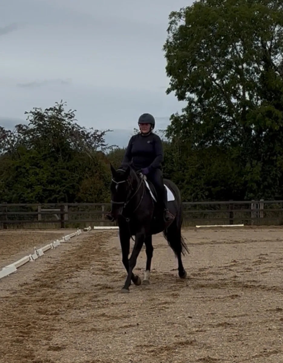 15.3h 10 year old Allrounder - Image 2