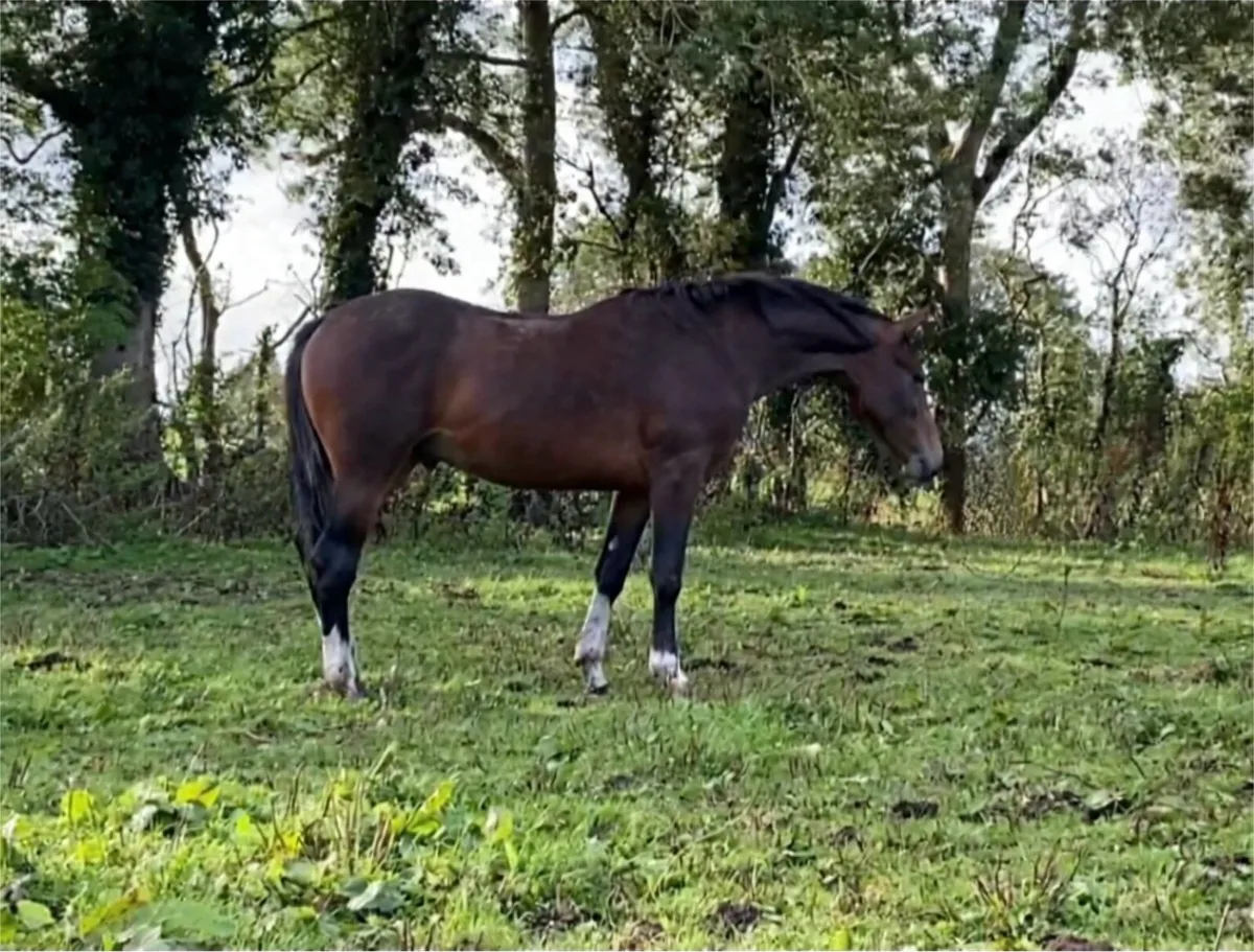 Show quality ISH yearling for sale - Image 1