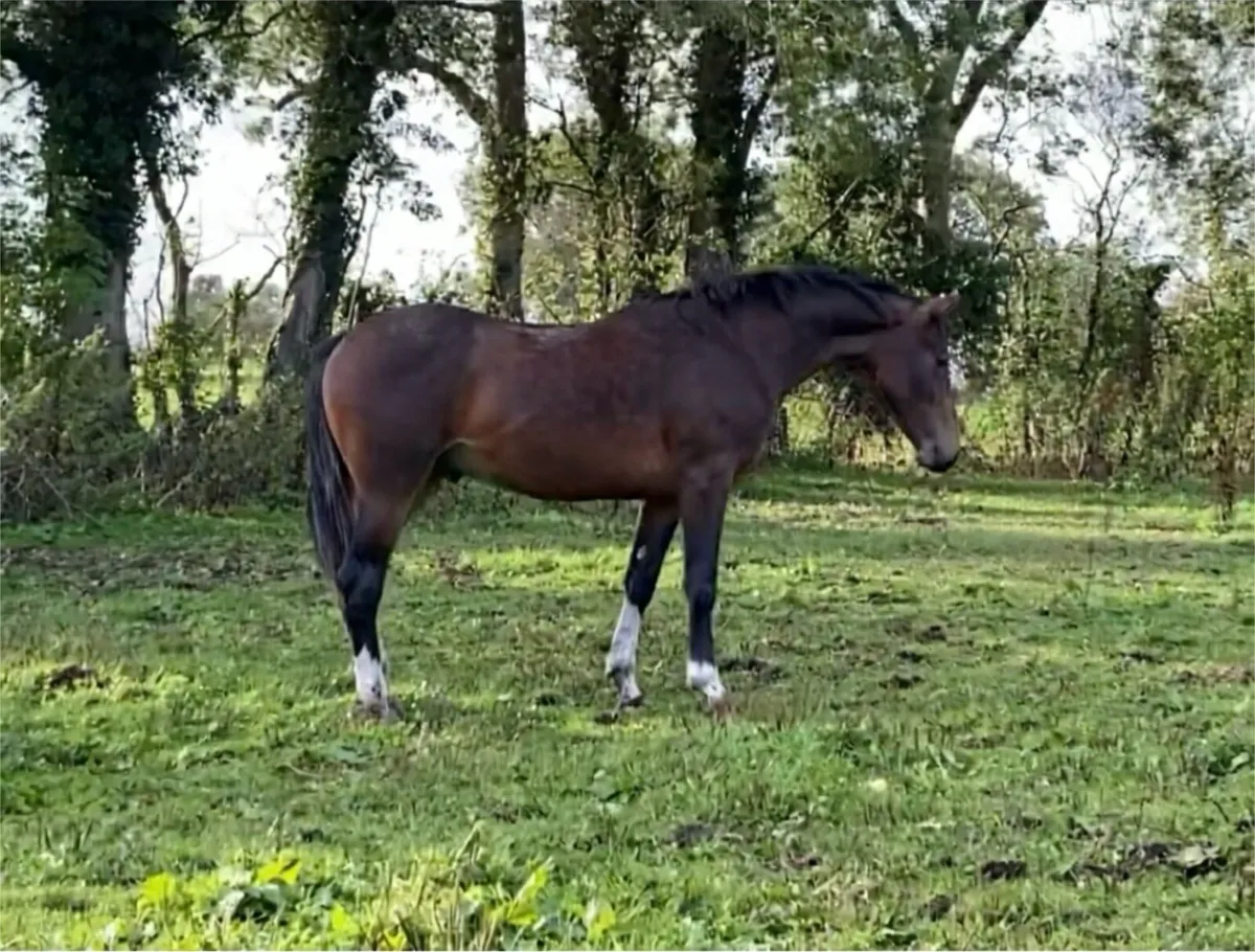 Show quality ISH yearling for sale - Image 2