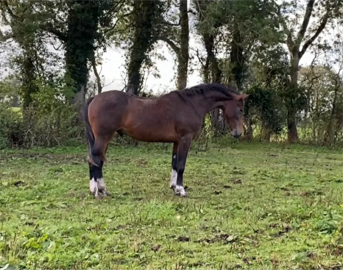 Show quality ISH yearling for sale - Image 3