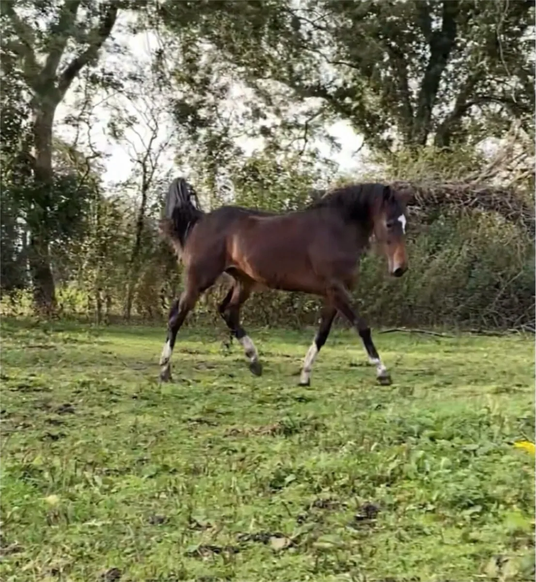 Show quality ISH yearling for sale - Image 4