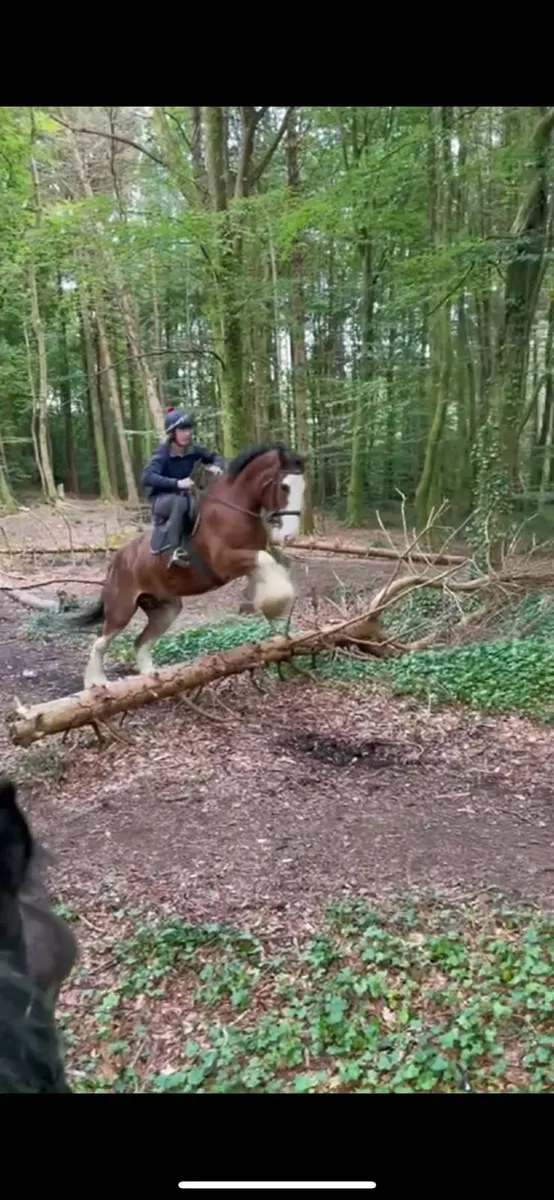 17HH Clysedale Cross Hunter, @ Ballnasloe fair 5/9 - Image 1