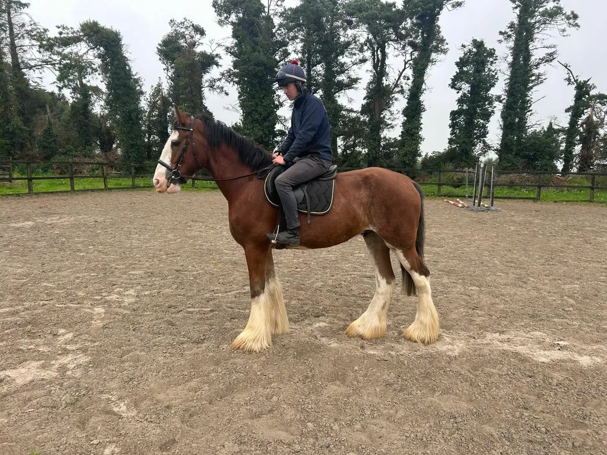 17HH Clysedale Cross Hunter, @ Ballnasloe fair 5/9 - Image 4