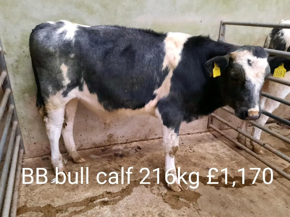 Calf sale photo report - Image 1