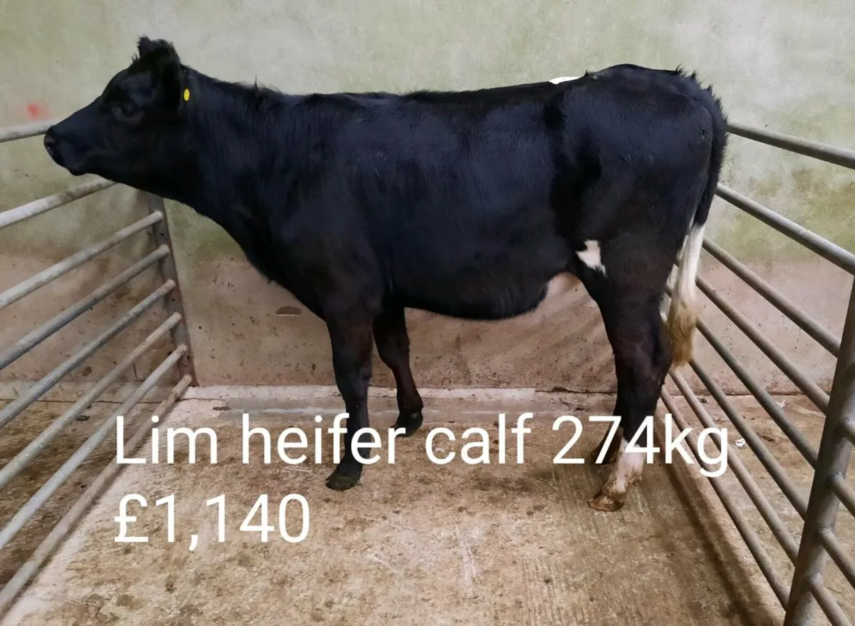 Calf sale photo report - Image 2
