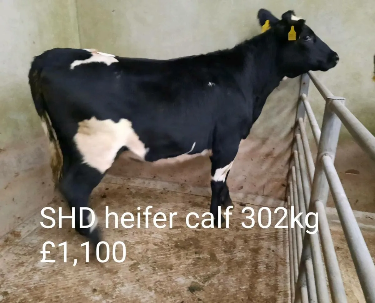 Calf sale photo report - Image 3