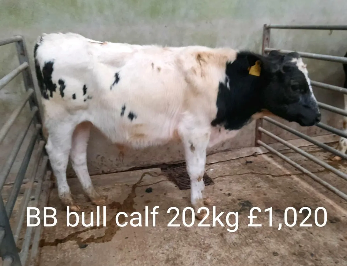 Calf sale photo report - Image 4