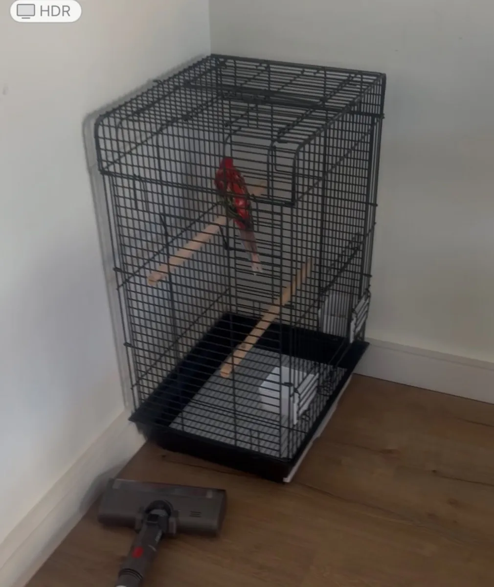 Bird cage