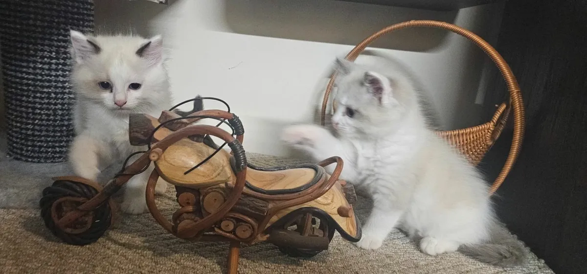 Ragdoll kittens - Image 2
