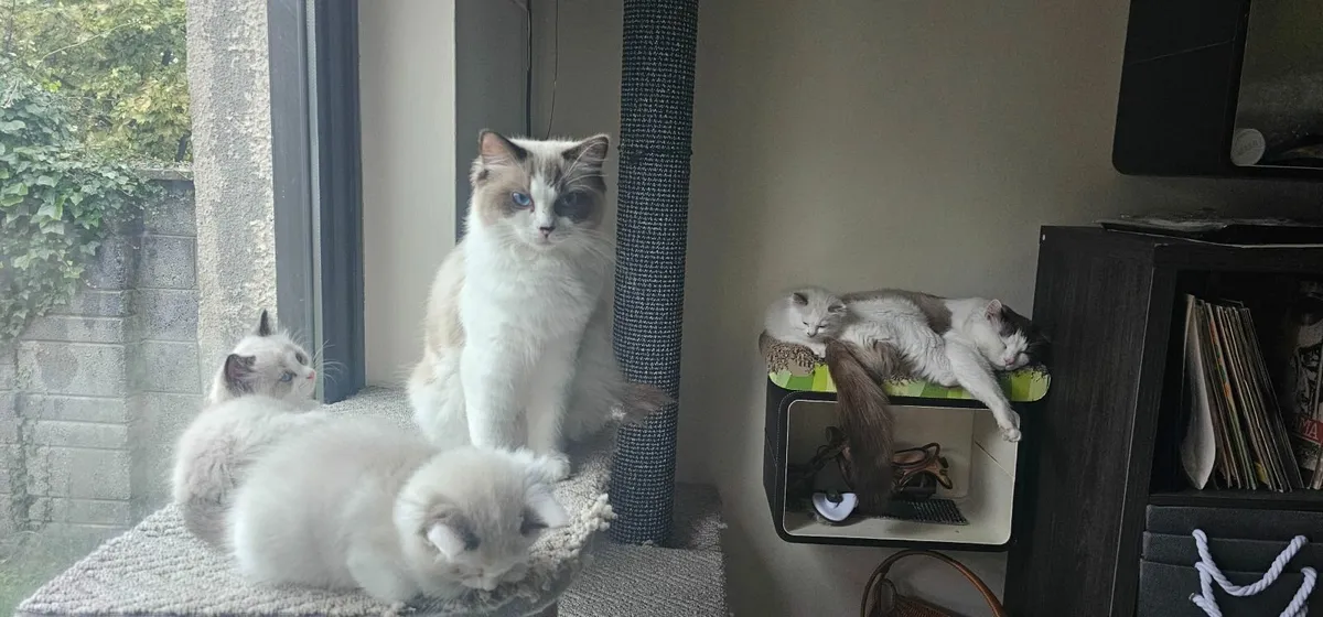 Ragdoll kittens - Image 3