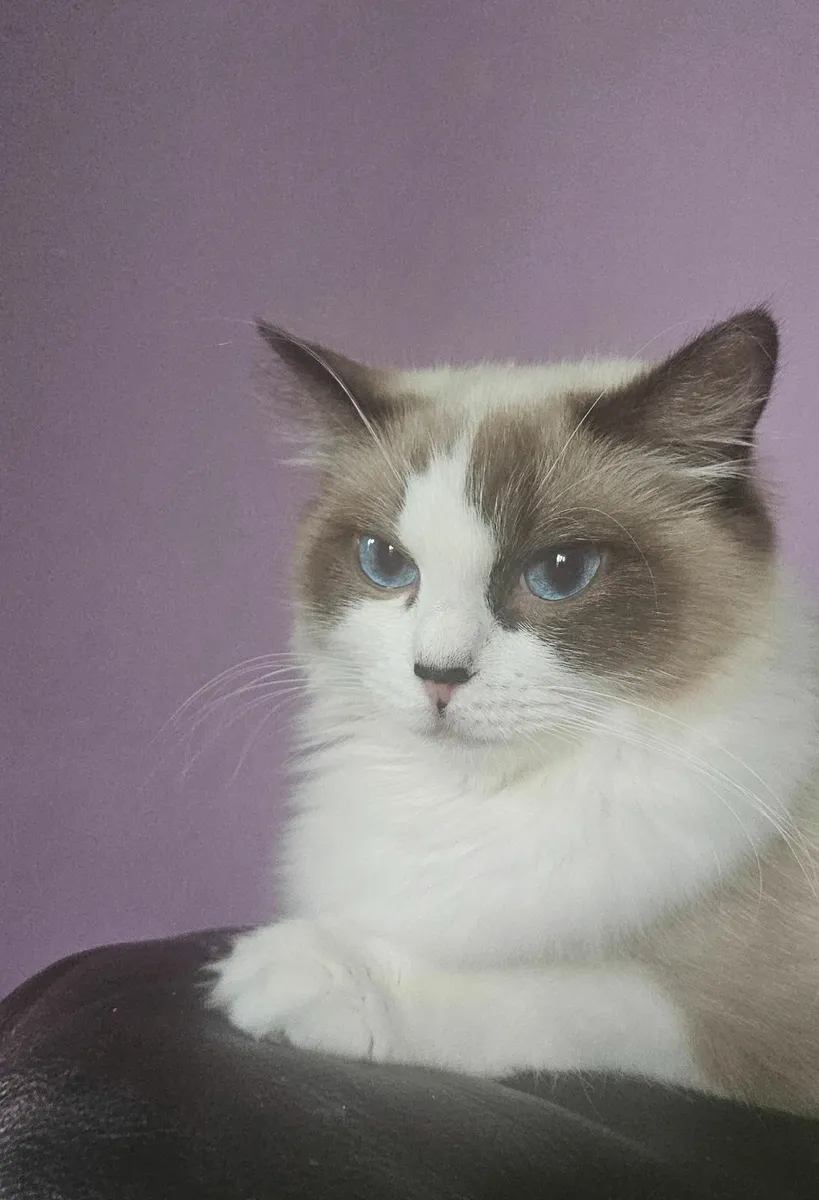 Ragdoll kittens - Image 1