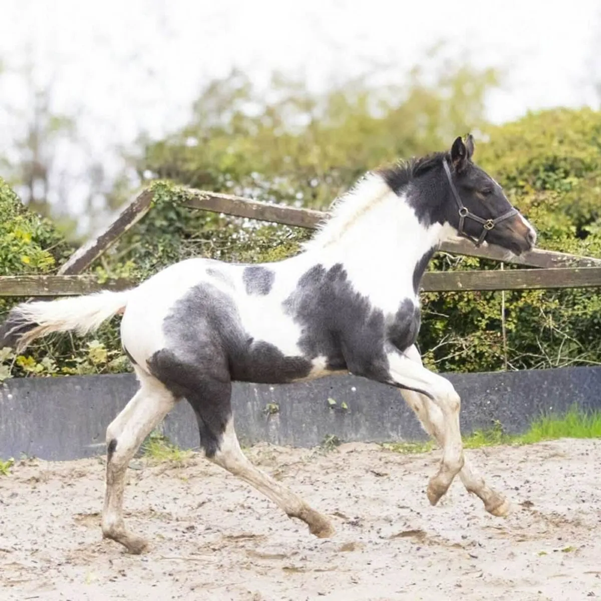 Colt foal - Image 1