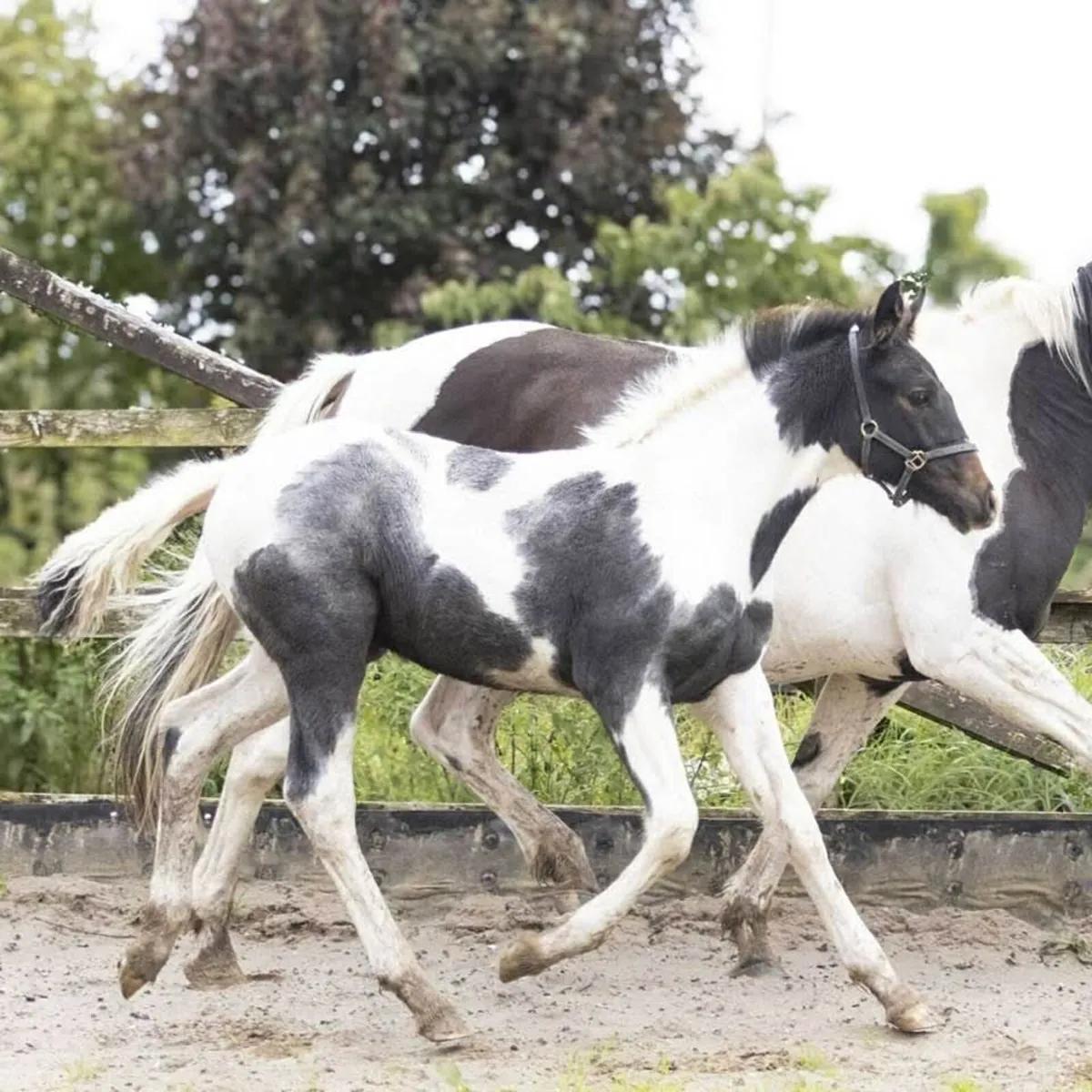 Colt foal - Image 2