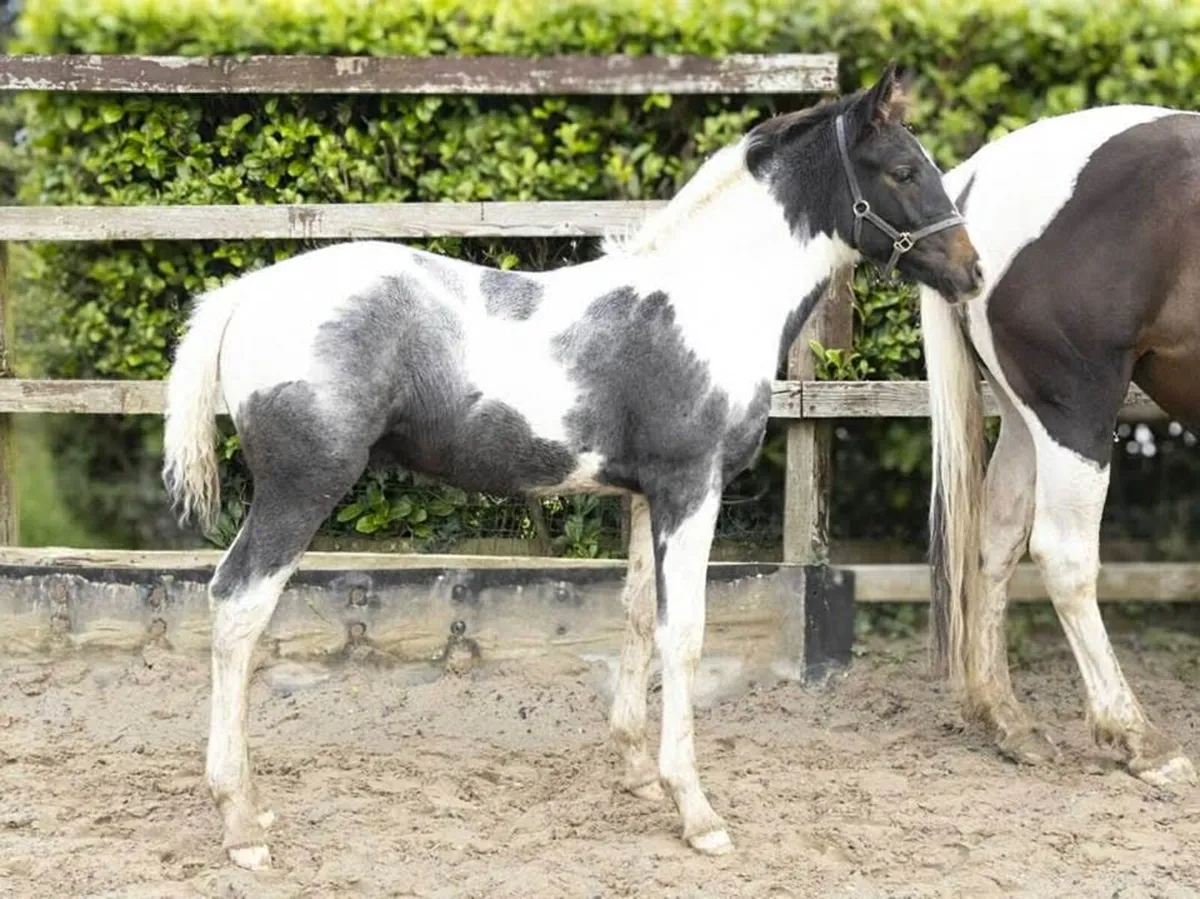 Colt foal - Image 3