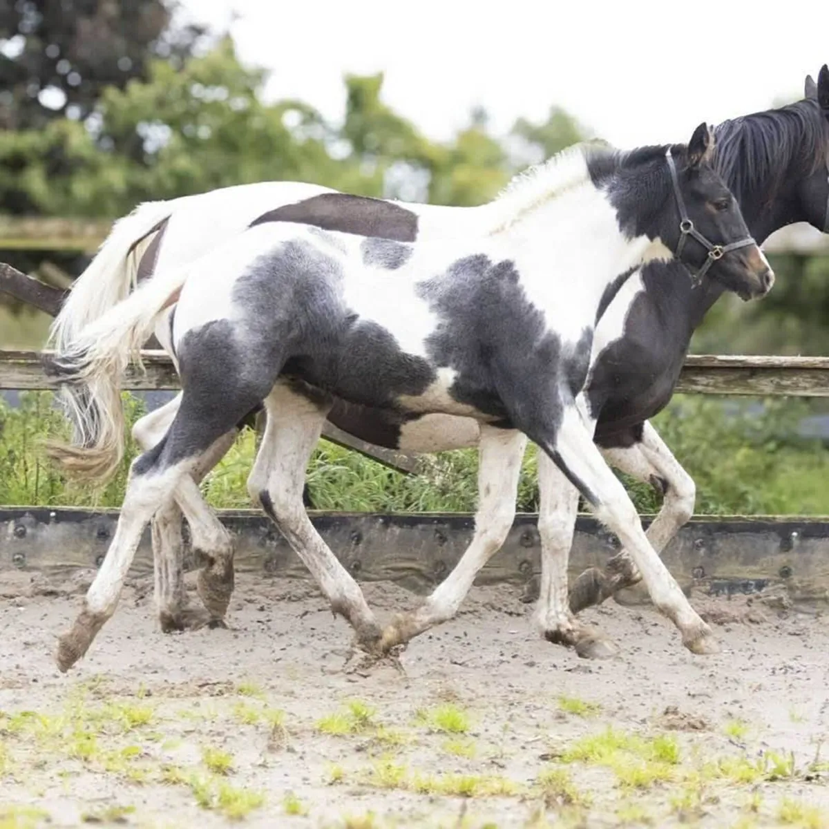 Colt foal - Image 4