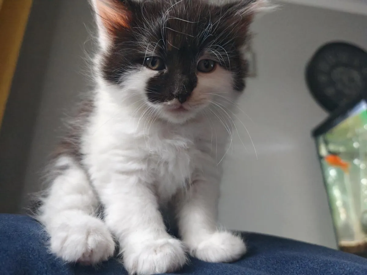 Kitten - Image 1