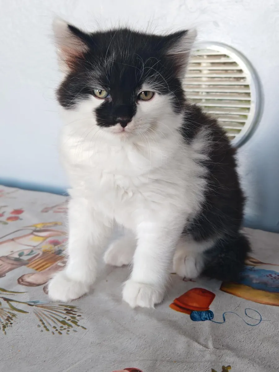 Kitten - Image 2