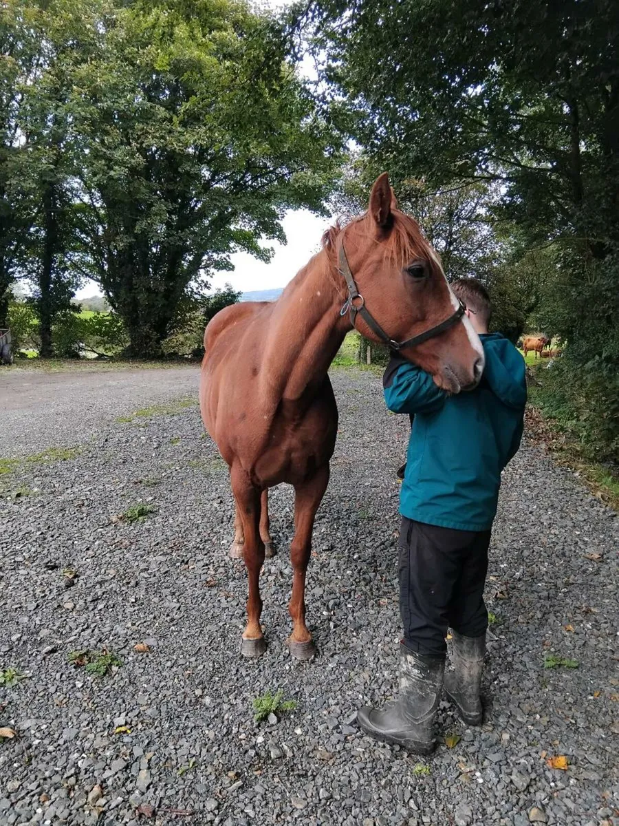 Horse - Image 1