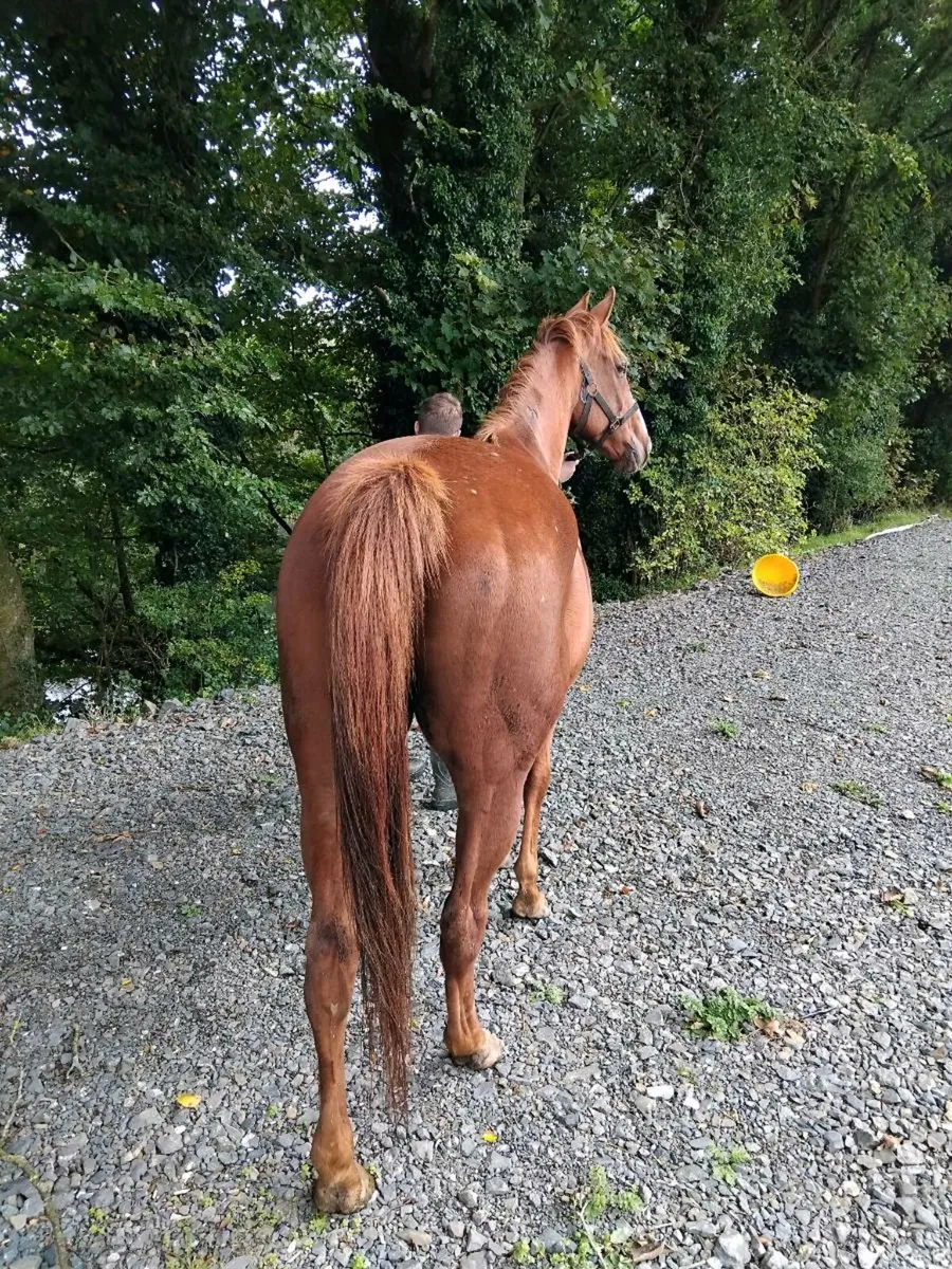 Horse - Image 2
