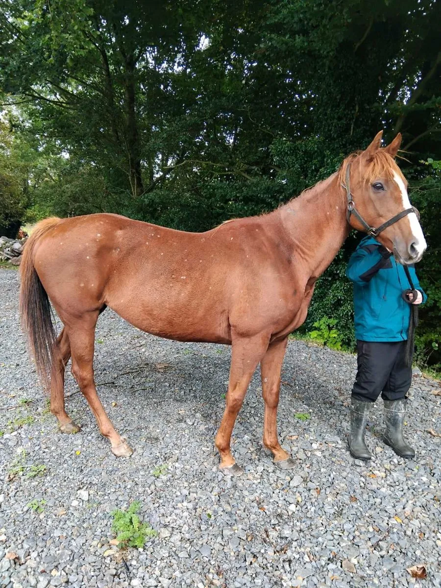 Horse - Image 3