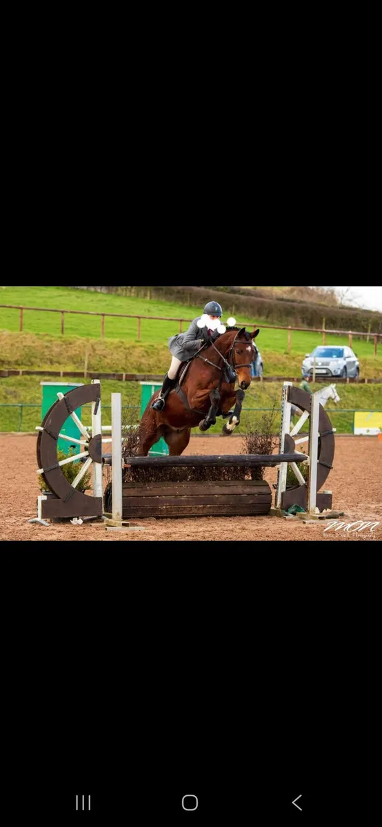 Horse - Image 1