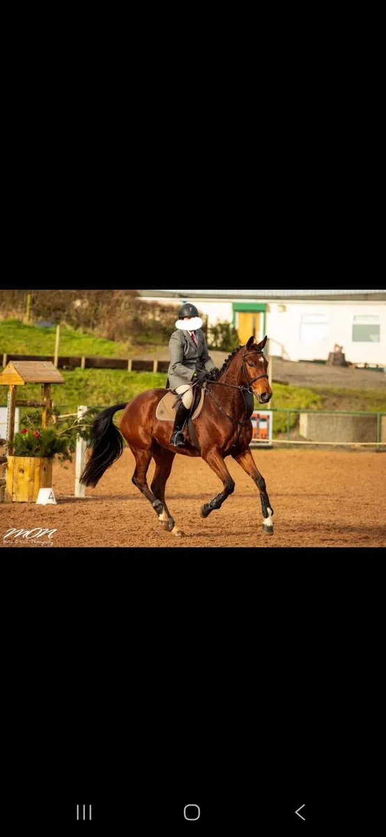 Horse - Image 2