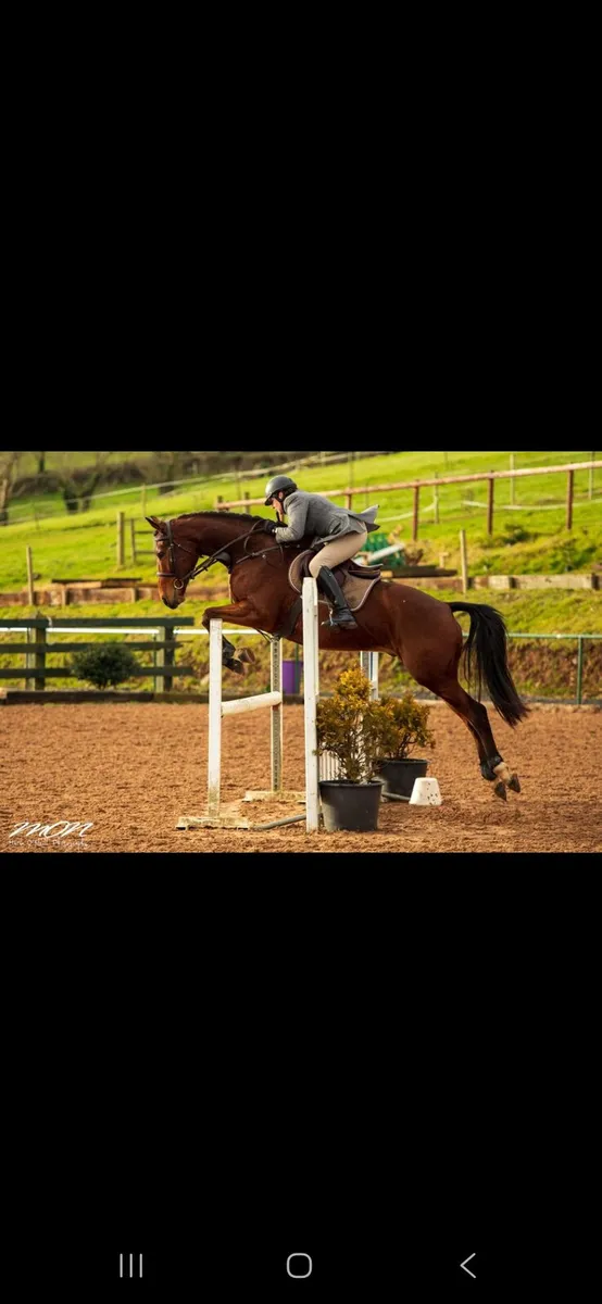 Horse - Image 3
