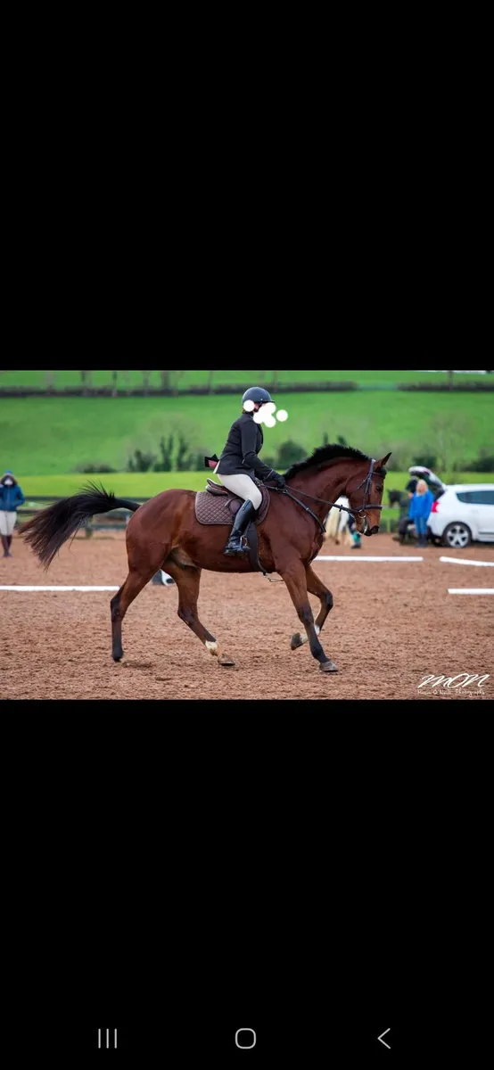 Horse - Image 4