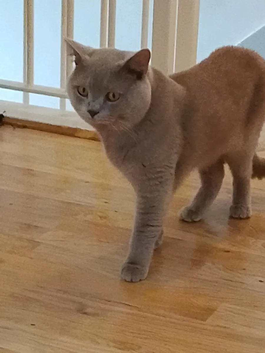 Male British cat - Image 1