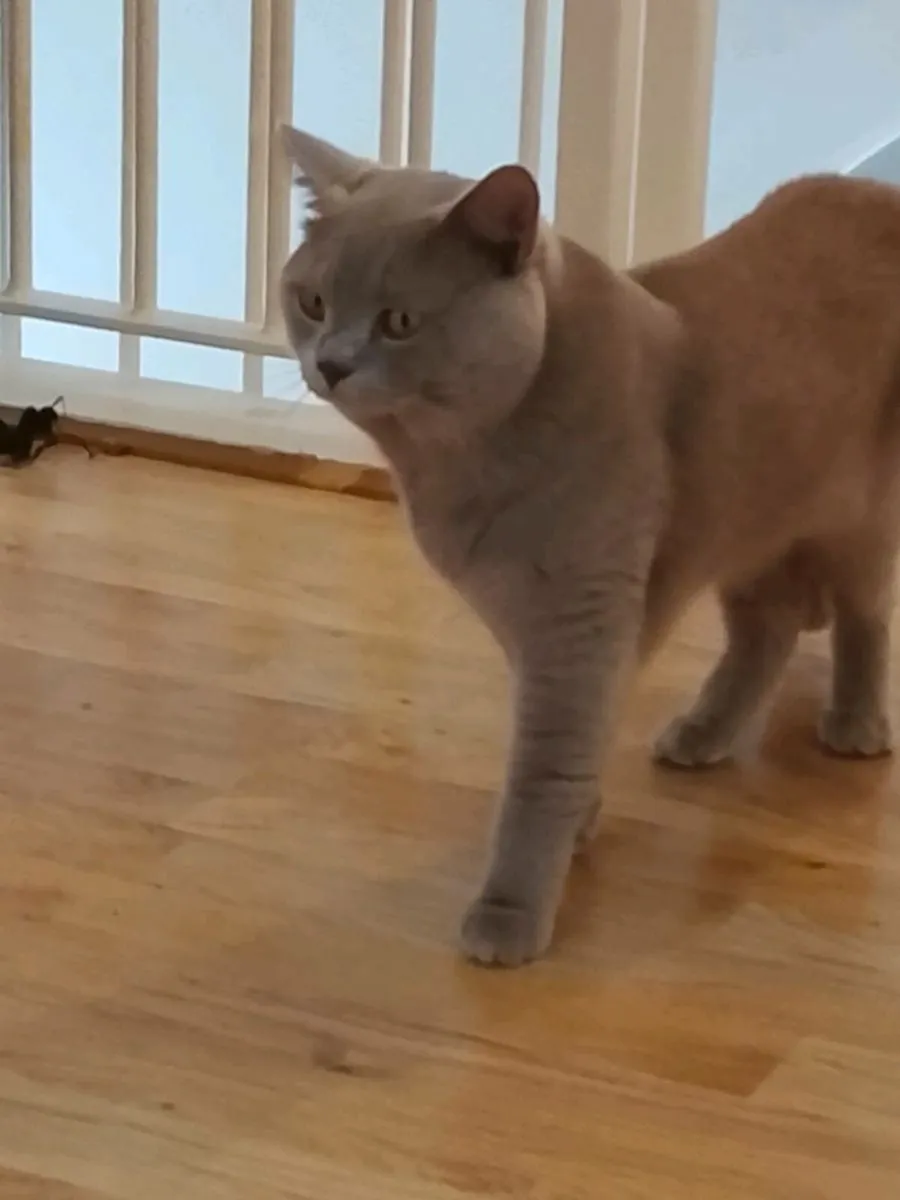 Male British cat - Image 2