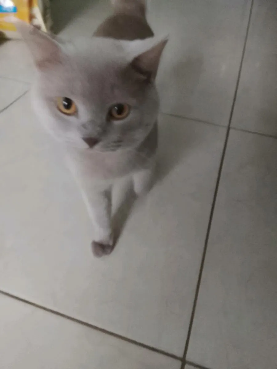 Male British cat - Image 3