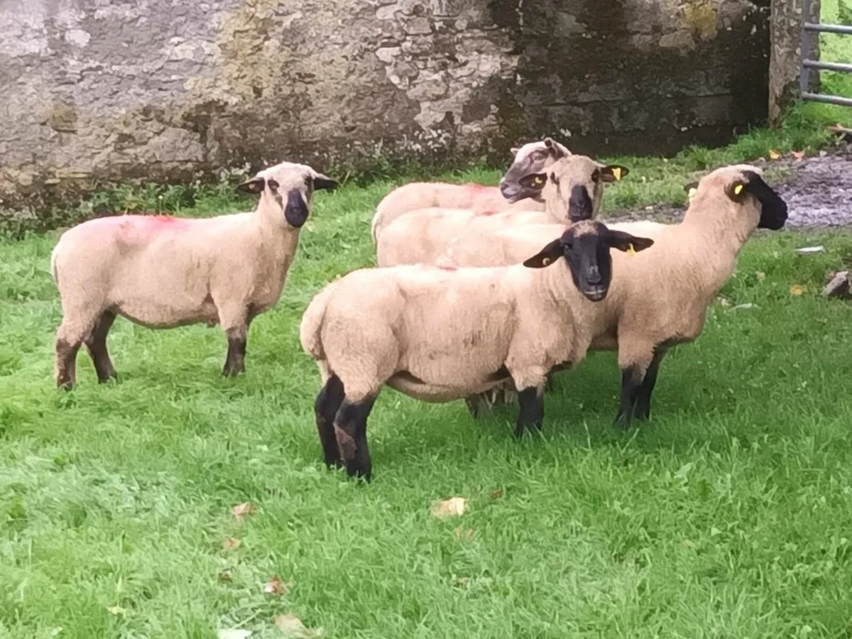 5 Ewes for sale - Image 2