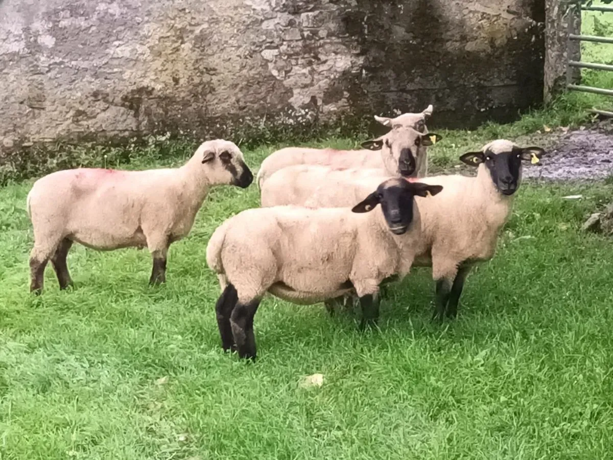 5 Ewes for sale - Image 3