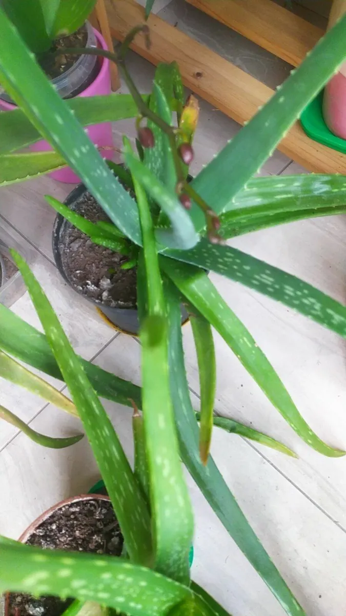 Aloe - Image 1