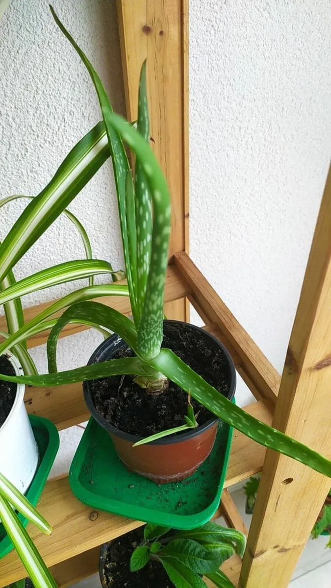 Aloe - Image 2